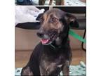 Adopt BeeBop a Shepherd (Unknown Type) / Mixed dog in Palm Harbor, FL (38929862)