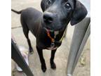 Adopt Janie a Black Labrador Retriever / Mixed dog in Memphis, TN (39073989)