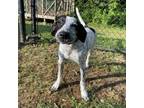 Adopt (Found) Pippy a Bluetick Coonhound