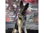 Adopt Nina a German Shepherd Dog