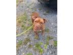 Adopt Sasha a Tan/Yellow/Fawn Pit Bull Terrier / Staffordshire Bull Terrier /