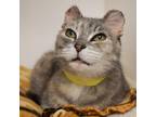 Adopt Joy a Gray or Blue Domestic Shorthair / Mixed cat in West Palm Beach