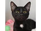 Adopt Maverick a All Black Domestic Shorthair / Mixed cat in West Palm Beach