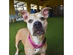 Adopt Gianna Marie a Tan/Yellow/Fawn Pit Bull Terrier / Mixed dog in West Palm