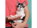 Adopt Felix Felicis a White Domestic Shorthair (short coat) cat in Portland