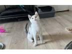 Adopt Darling a Calico or Dilute Calico Calico / Mixed (short coat) cat in