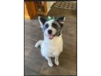 Adopt Cleo a Border Collie / Terrier (Unknown Type, Medium) / Mixed dog in Des