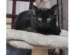 Adopt Binky a All Black Domestic Shorthair / Mixed cat in Des Moines