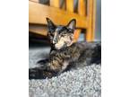 Adopt Callie a Domestic Shorthair / Mixed cat in Des Moines, IA (39001874)