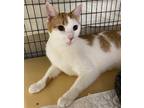 Adopt Sunset a Orange or Red (Mostly) Domestic Shorthair / Mixed (short coat)