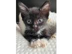Adopt Octopus a Black & White or Tuxedo Domestic Shorthair / Mixed cat in