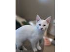 Adopt Merriweather a White Domestic Longhair / Domestic Shorthair / Mixed cat in