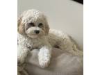 Adopt Sophie a White Cavachon / Mixed dog in Clovis, CA (38996081)