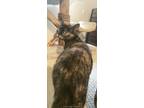 Adopt Nina a Calico or Dilute Calico Calico / Mixed (short coat) cat in Newport