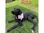 Adopt Rita Talbot a Black Labrador Retriever / German Shorthaired Pointer dog in