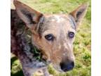 Adopt BARD* a Australian Cattle Dog / Blue Heeler, Mixed Breed