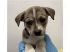 Adopt A837205 a Terrier