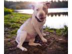 Adopt LADY* a Pit Bull Terrier