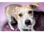 Adopt A837974 a Terrier, Mixed Breed