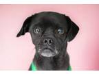 Adopt TANYA* a Pug, Mixed Breed