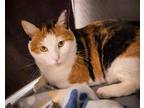 Adopt Coral (FCID# 03/22/2023 - 11) a Calico or Dilute Calico Calico / Mixed