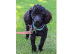 Adopt Toumaline a Black Miniature Poodle / Mixed dog in Bellevile, NJ (39180399)