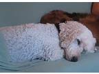 Adopt Sophia a Tan/Yellow/Fawn Poodle (Standard) / Mixed dog in Goldsboro