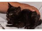 Adopt Bonner a All Black Domestic Shorthair (short coat) cat in Cardwell