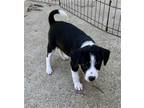 Adopt Cheerwine a Black - with White Rat Terrier / Mixed dog in Winder