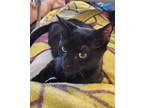 Adopt Pending! Milo a All Black Domestic Shorthair (short coat) cat in Bowie