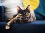 Adopt Lisa Lopes a Domestic Shorthair / Mixed (short coat) cat in Cincinnati