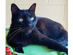 Adopt Benson a Domestic Shorthair / Mixed (short coat) cat in Cincinnati