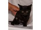 Adopt Bridger a Black (Mostly) Domestic Shorthair (short coat) cat in Cardwell