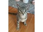 Adopt Charlotte a Brown Tabby Domestic Shorthair / Mixed cat in Phillipsburg