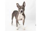 Adopt Laurel a Gray/Silver/Salt & Pepper - with Black American Pit Bull Terrier