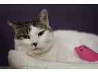 Adopt Macie a Domestic Shorthair / Mixed (short coat) cat in Rockford