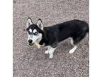 Adopt Nyx a Black Husky / Mixed dog in Watertown, NY (39180250)