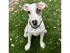 Adopt Spirit a White - with Tan, Yellow or Fawn Bull Terrier / Mixed dog in