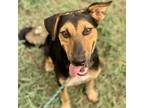 Adopt Nickle a Black Blue Heeler / Mixed dog in Austin, TX (39153537)