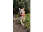 Adopt Red a Brown/Chocolate - with White Husky / Mixed dog in Garnet Vattey