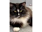 Adopt Raisin (& Watermelon) a Domestic Mediumhair / Mixed cat in Penticton
