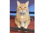 Adopt Butter a Domestic Shorthair / Mixed cat in Penticton, BC (39055330)