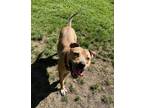 Adopt Peaches a American Staffordshire Terrier / Mixed dog in Vancouver