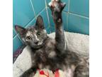 Adopt Calypso a Calico or Dilute Calico Domestic Shorthair / Mixed cat in