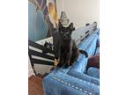 Adopt Clyde a All Black Domestic Shorthair / Mixed (short coat) cat in Fort