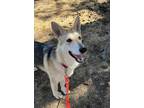 Adopt Kizzy a Mixed Breed (Medium) / Mixed dog in Vancouver, WA (39072276)