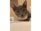 Adopt Kiki a Gray or Blue (Mostly) Russian Blue / Mixed (short coat) cat in