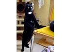 Adopt Jax a Black & White or Tuxedo Domestic Shorthair / Mixed (short coat) cat