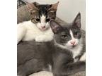 Adopt Bella and Mina a Gray or Blue (Mostly) Domestic Shorthair / Mixed (short
