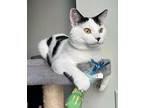Adopt Coco a Black & White or Tuxedo Domestic Shorthair (short coat) cat in San